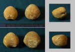 Парочка Porambonites