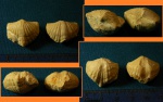 Brachythyrina из нижнего карбона