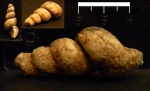 Гастропода Palaeostylus с кристаллами кальцита