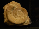 Euomphalus