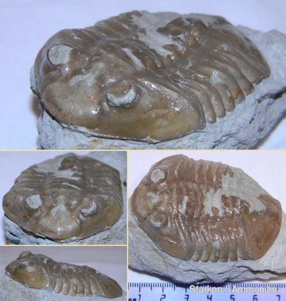 трилобиты, ордовик, р. Волхов, Asaphus, Asaphus latus, Ordovician