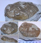 Волховский Asaphus