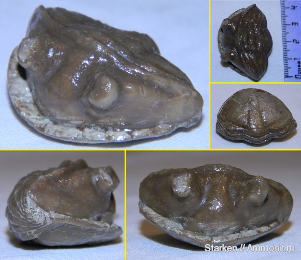 трилобиты, ордовик, р. Волхов, Asaphus, Asaphus kotlukovi, Ordovician