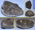 Свернувшийся Asaphus из Волхова
