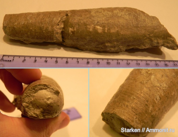 ордовик, р. Волхов, Ordovician