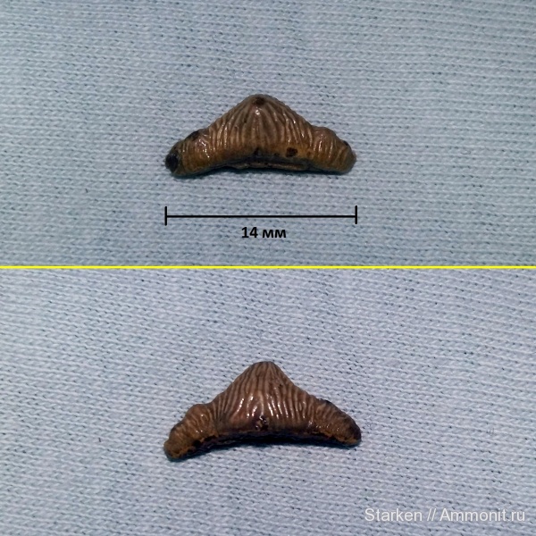 мел, зубы, сеноман, Polyacrodus, Варавино