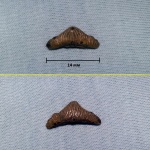 Polyacrodus из Варавино