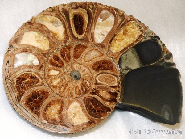 нижний мел, апт, Дагестан, полировка, Aptian, Lower Cretaceous