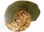 Полировка наутилуса Cymatoceras
