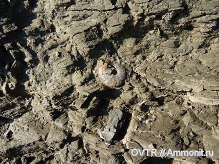 аммониты, мел, Карачаево-Черкессия, апт, Ammonites, Salfeldiella, Aptian, Cretaceous