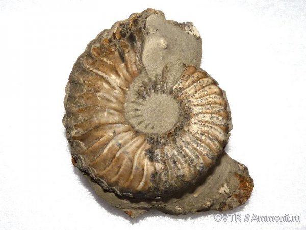 аммониты, мел, Карачаево-Черкессия, Deshayesites, апт, Ammonites, Aptian, Cretaceous