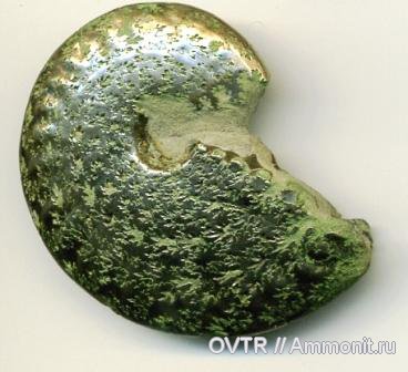 Aconeceras, Aptian