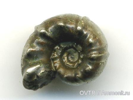 Douvilleiceratidae, Cheloniceras