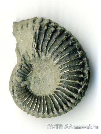 Dufrenoya