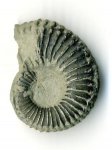 Пиритовый аммонит Dufrenoya