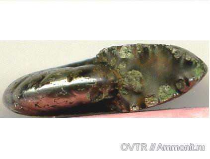 Pseudosaynella