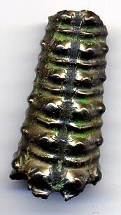 Toxoceratoides