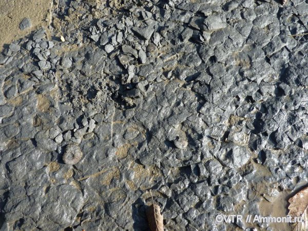 аммониты, мел, Карачаево-Черкессия, апт, Ammonites, Aptian, Cretaceous