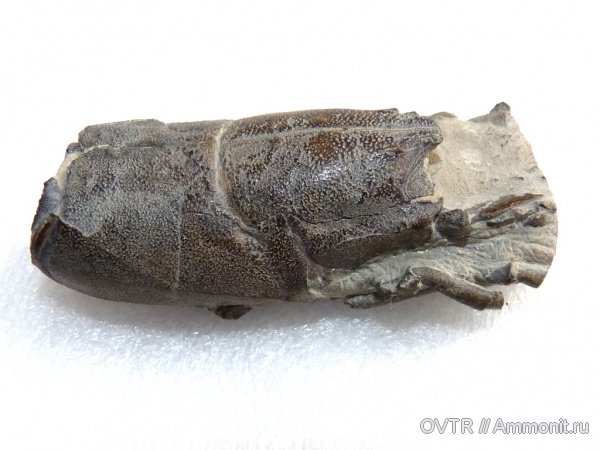мел, ракообразные, раки, Кабардино-Балкария, Hoploparia, Cretaceous