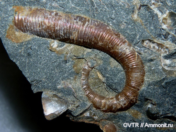 гетероморфные аммониты, апт, Acrioceras, Северный Кавказ, Aptian, heteromorph ammonites