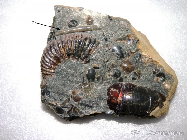 скафоподы, лопатоногие моллюски, нижний мел, апт, Северный Кавказ, Aptian, Lower Cretaceous