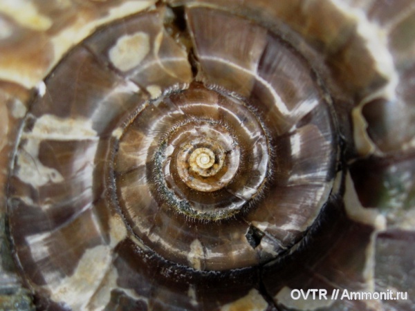 нижний мел, апт, р. Лаба, Eogaudryceras, аммонителла, Aptian, Lower Cretaceous