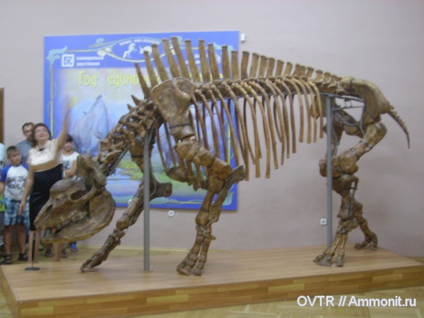 Elasmotherium, эласмотерии