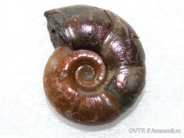 аммониты, нижний мел, апт, Ammonites, Zuercherella, Северный Кавказ, Aptian, Lower Cretaceous