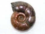 Еще одна Zuercherella