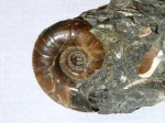 Eogaudryceras 4 см