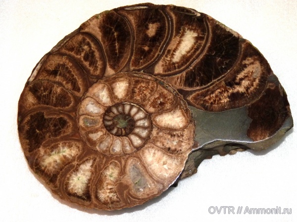 аммониты, нижний мел, апт, Ammonites, Дагестан, Parahoplites, полировка, Северный Кавказ, Aptian, Lower Cretaceous