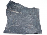 Вайя Alethopteris