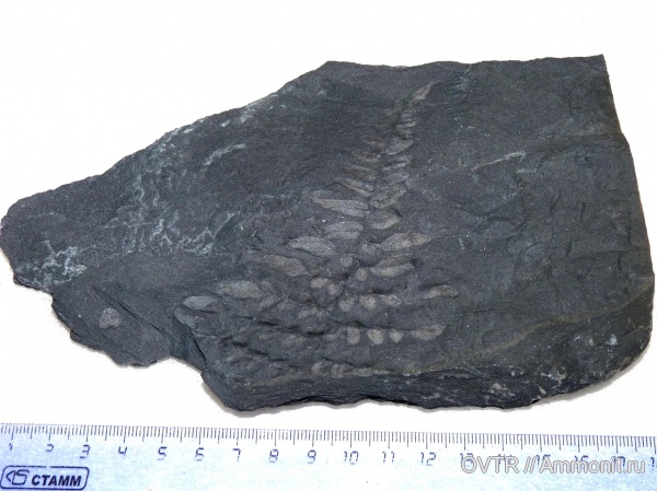 карбон, Донбасс, Neuropteris