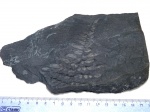 Вайя Neuropteris
