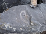 Карбоновая проблематика (Sigillariostrobus?)