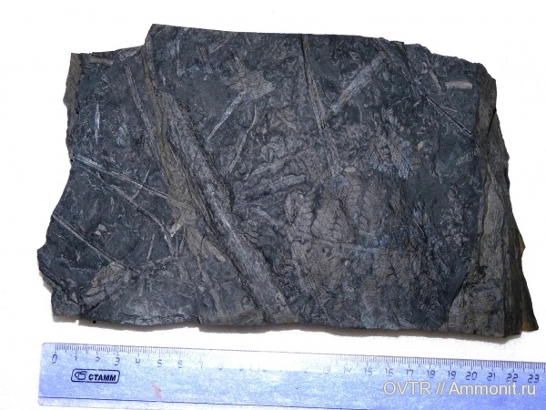 карбон, Донбасс, Pecopteris