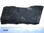 Sphenophyllum 8 розеток
