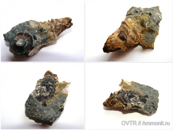 мел, сосны, апт, шишки, Кавказ, Pityostrobus, Pityostrobus milleri, Aptian, Cretaceous