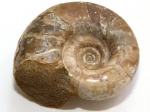 Eogaudryceras 5 см