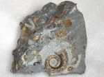 Acrioceras furcatum (?)