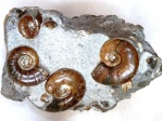 Группа Zuercherella и Eogaudryceras