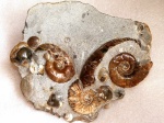 Группа аммонитов Acanthohoplites, Zuercherella, Eogaudryceras и двустворки