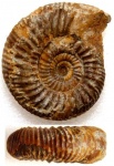 Аммонит Leptosphinctes