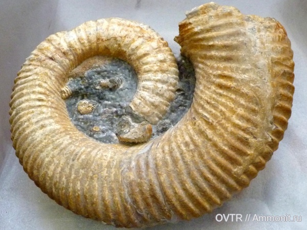 нижний мел, Ammonitoceras, апт, прижизненные повреждения, Северный Кавказ, Aptian, Lower Cretaceous