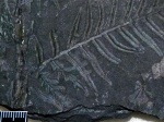 Перистость Alethopteris