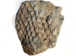 Lepidodendron - фрагмент ствола