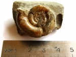 Nannolytoceras sp., байос, Дагестан