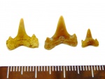 Загадки Астаховского карьера: ещё Jaekelotodus? Нет, Isurolamna.