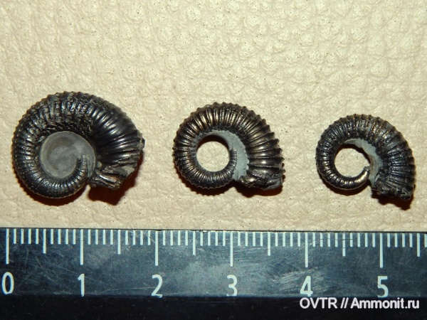 аммониты, мел, Карачаево-Черкессия, апт, Ammonites, Acrioceras, Северный Кавказ, Aptian, Cretaceous