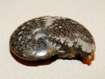 Aconeceras, никак не налюбуюсь